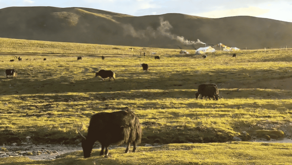 Majestic Qinghai·Nature Chapter: The Ecological Code of Plateau Creatures